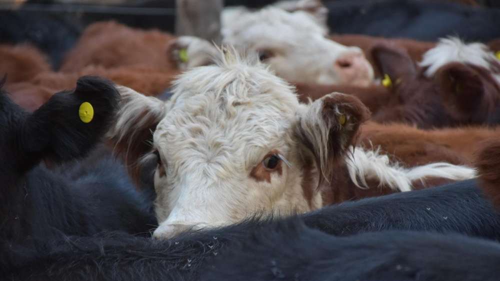 Exportadores favorecieron la firme tendencia de la vaca