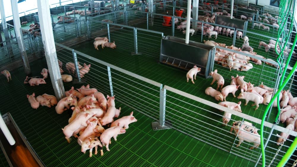 La Argentina fue reconocida internacionalmente como país libre de Peste Porcina Clásica