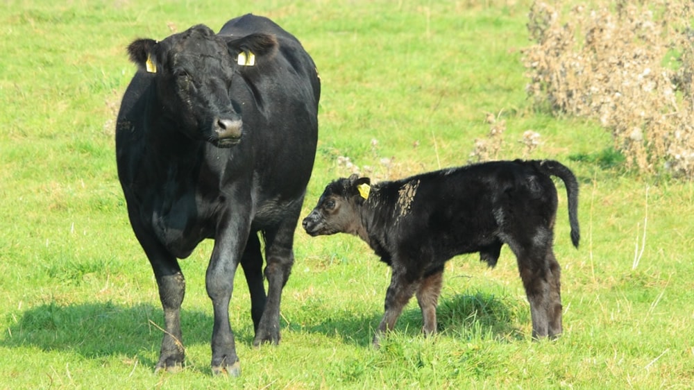 Animales superiores: avances tecnológicos revolucionan la reproducción de bovinos
