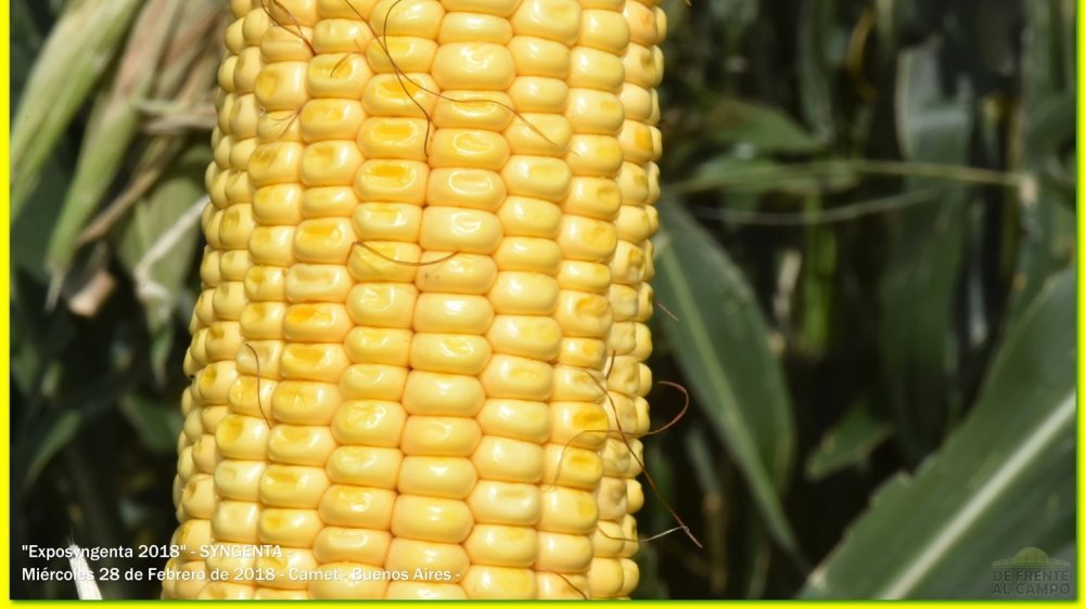 Fernández dijo que el maíz se produce en pesos, pero un 59% de los costos están dolarizados