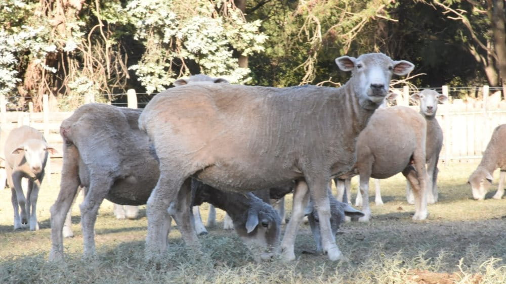 La apertura de China y Japón podría duplicar exportaciones de carne ovina de Santa Cruz