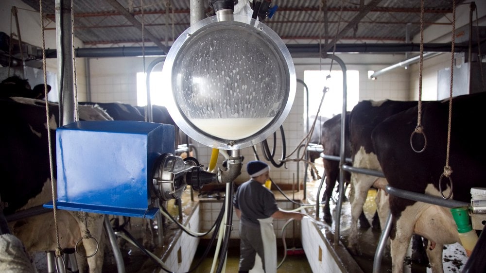 Pautas para evitar la propagación del virus en la industria láctea