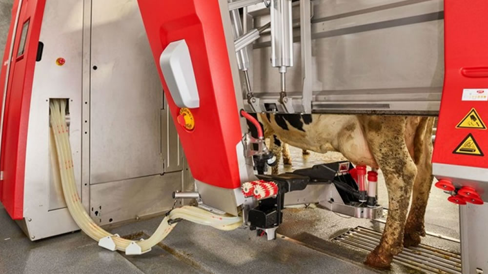 Una investigación analiza cómo mejorar la higiene y la seguridad alimentaria de la carne a través de la robotización