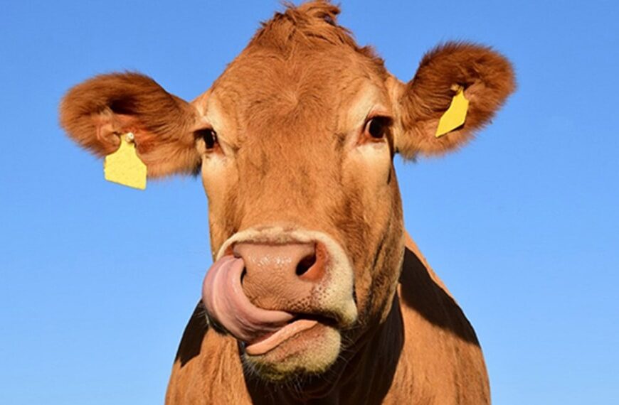 Relación entre el consumo residual de alimento y la emisión de metano entérico medida con un detector láser de metano en ganado Bonsmara.