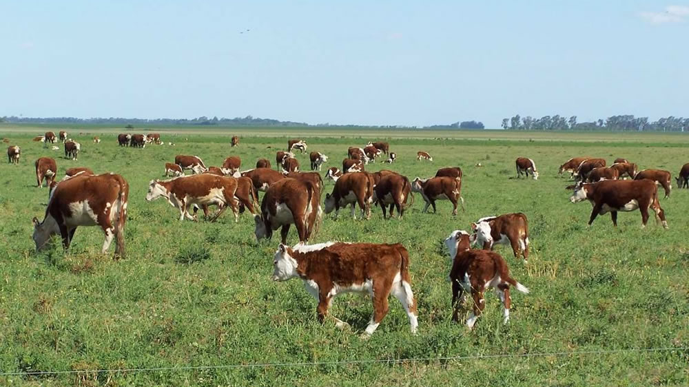 Vacas y terneros Hereford