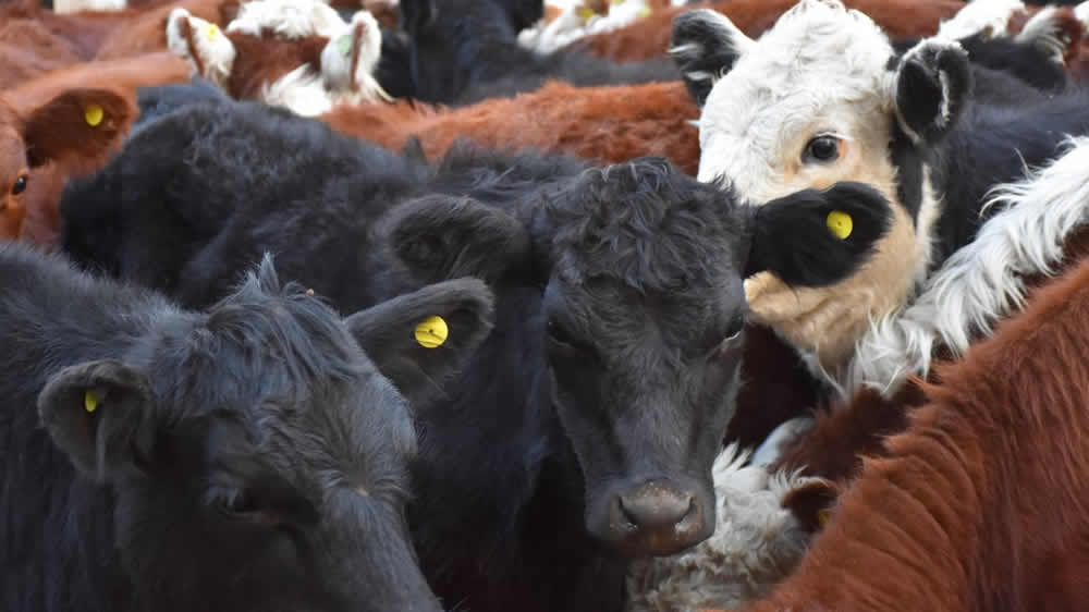 Ganadería: la Cuenca del Salado recuperó el stock de 2008