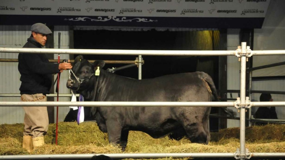 La Nación Ganadera Norte: pagaron $880.000 por una vaca