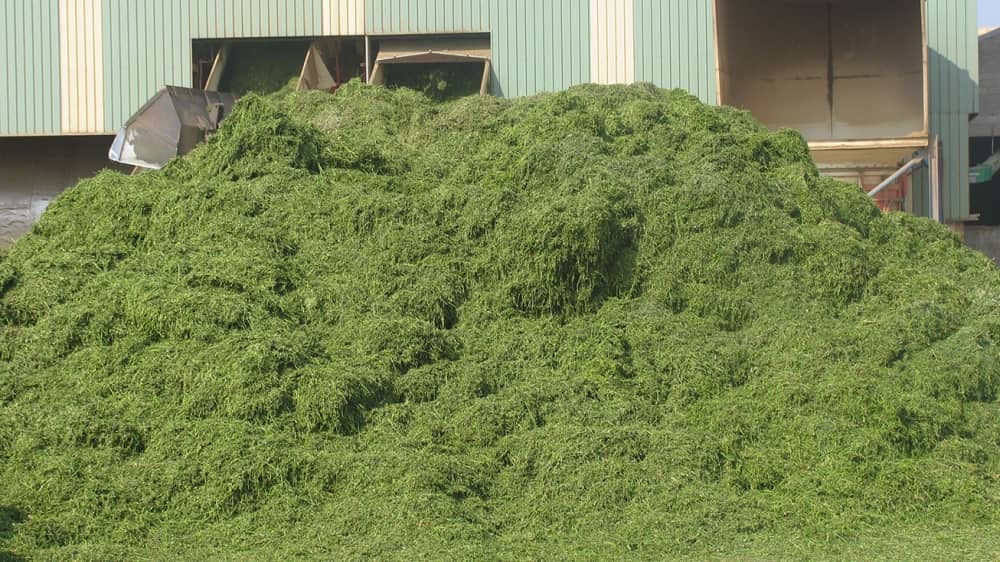 La inclusión de alfalfa en la dieta animal mejora las propiedades de la leche y queso