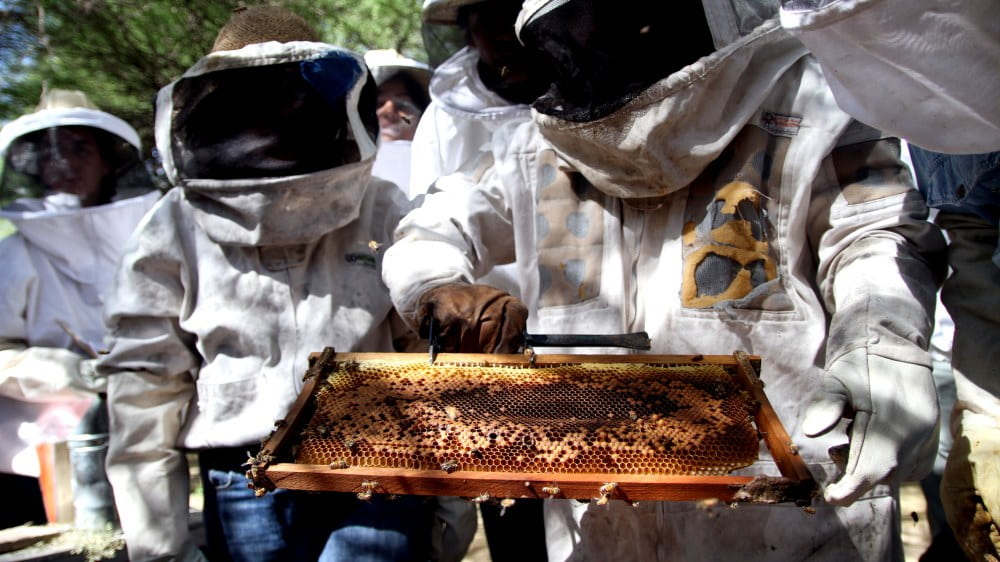 La Pampa: inspección del estado sanitario de 35 abejas reinas españolas