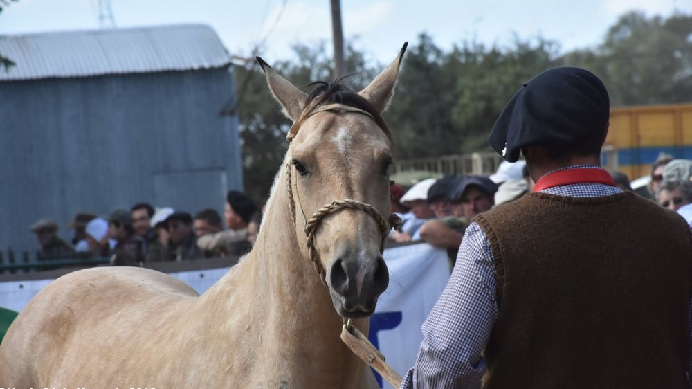 Laminitis en caballos: qué es y cómo prevenirla