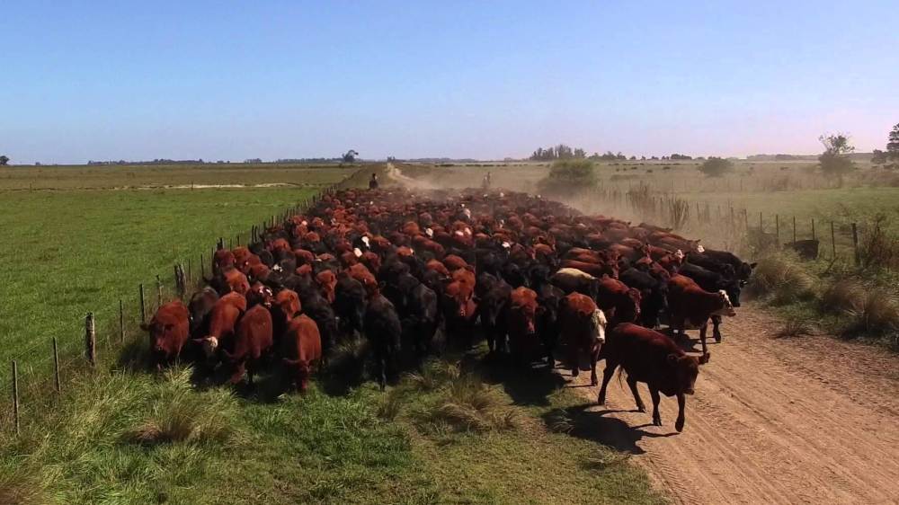Informe del Rosgan: Hay dos formar de obtener dinero si se practica una ganadería “amigable” con el ambiente