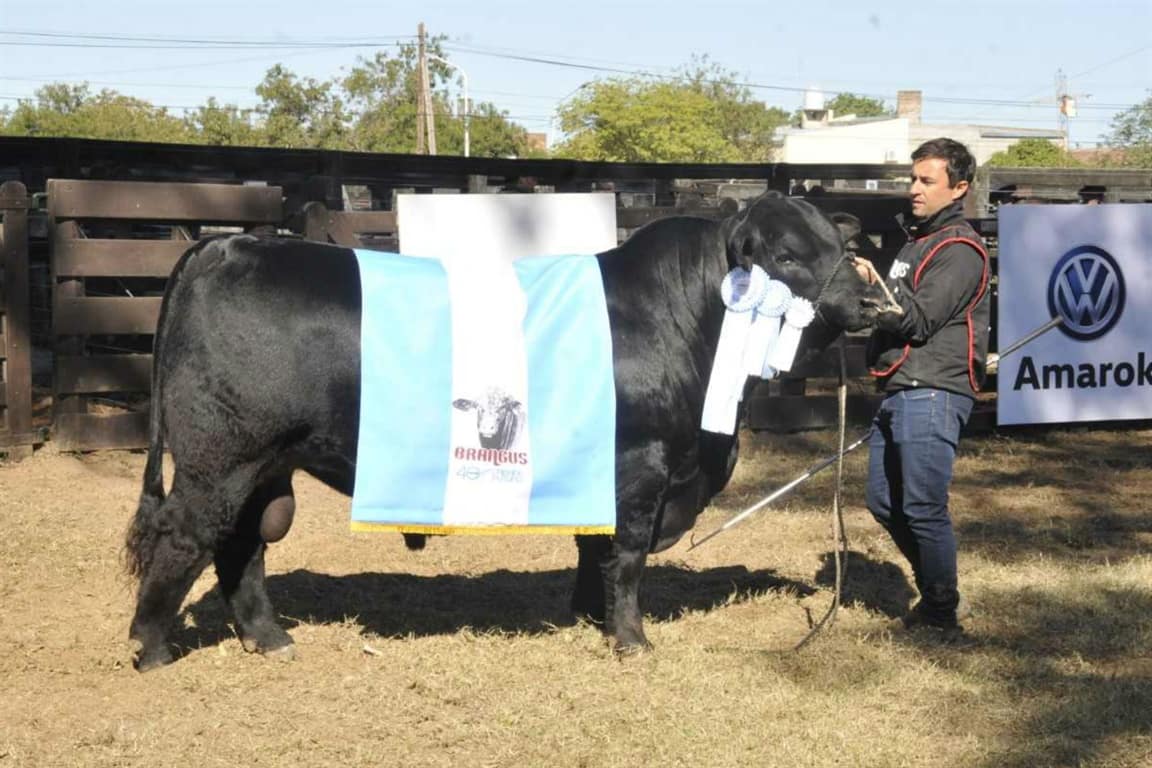 Se consagraron los grandes campeones Brangus de LA NACION Ganadera Norte