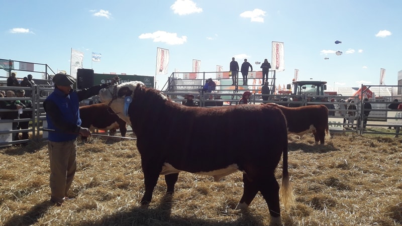 Gran cantidad y buena calidad de reproductores Hereford en la jura de AgroActiva