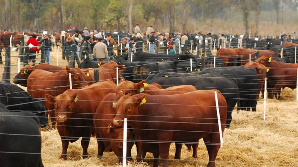 Genética de cabaña para rodeos productivos