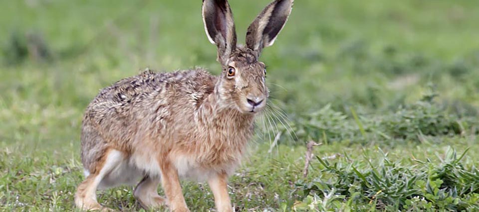 Época de zafra de liebre europea