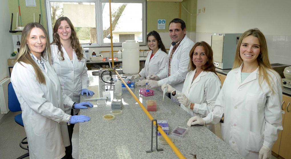 Mastitis: investigadoras prueban el aceite de peperina para tratar esta enfermedad en bovinos