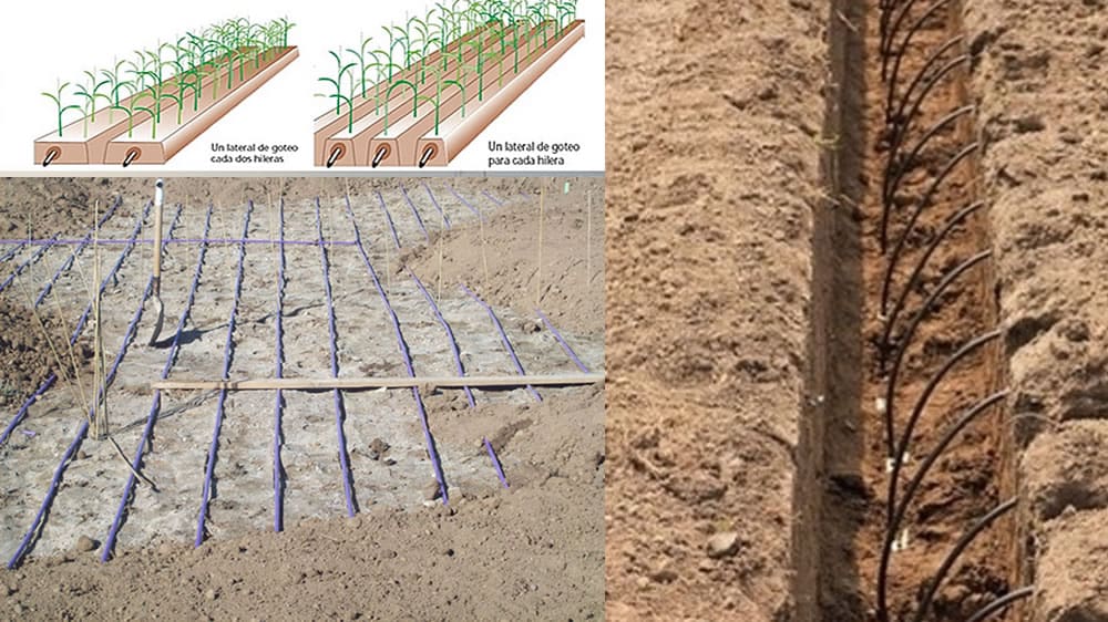 Sección de Riego por Goteo Enterrado: ¿cuál es el costo de inversión?
