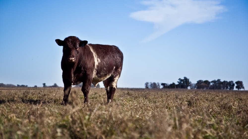 Argentina exportará semen bovino a Kenia