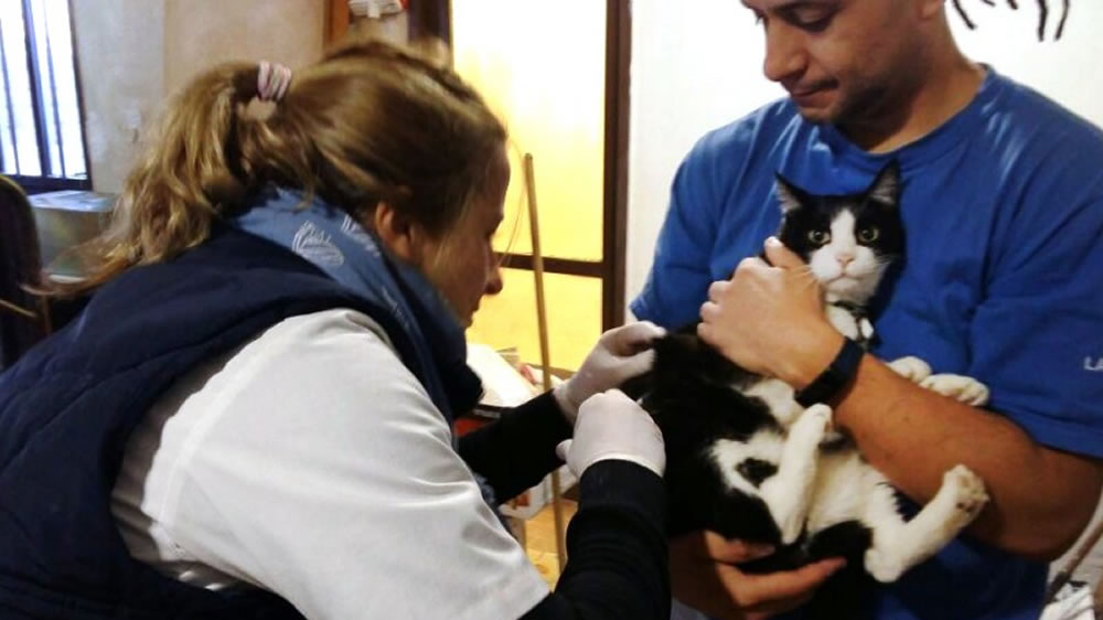 La Pampa: vacunación a mascotas contra la rabia en Santa Rosa