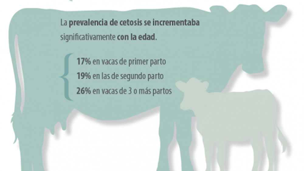 La cetosis subclínica, un problema de rebaño en la ganadería actual