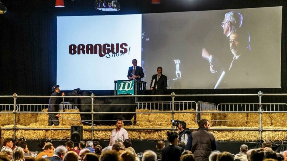Un toro de la raza Brangus se vendió en un precio récord de $2,45 millones en la Rural