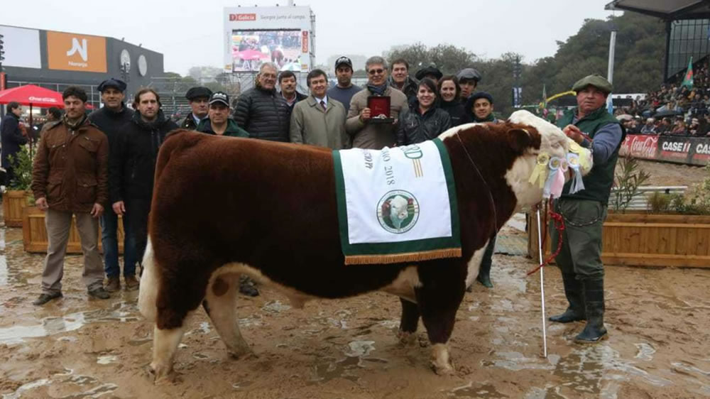 Polled Hereford eligió a su Gran Campeón Macho y Angus, a la Gran Campeona Hembra