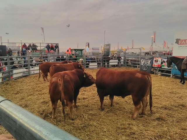 Limousin cumplió con los envíos de cuota Hilton