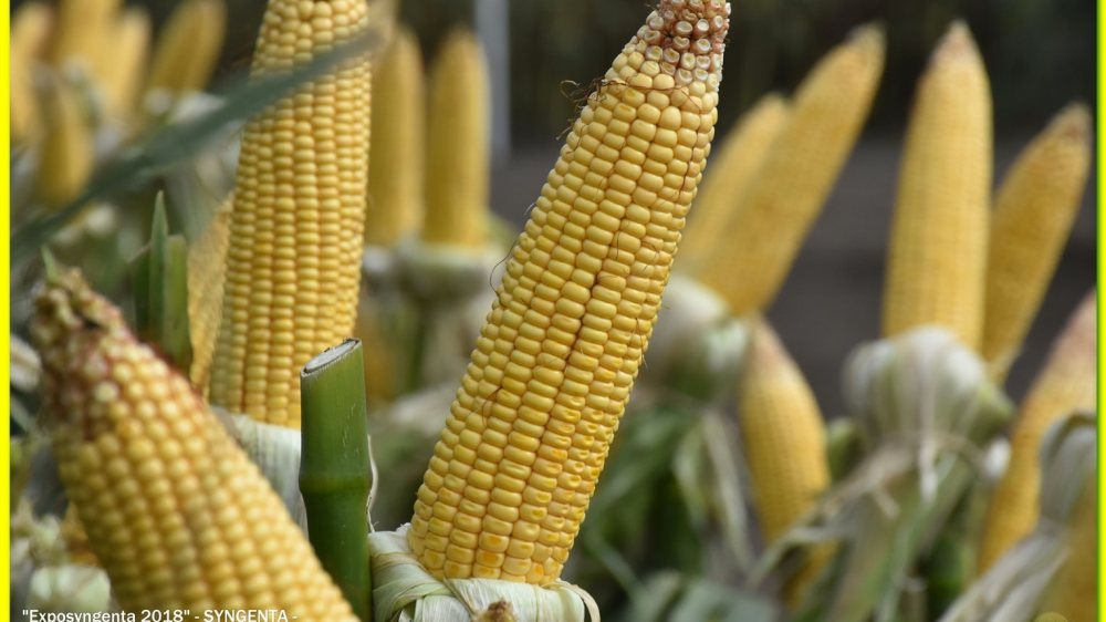 Prueban con éxito estrategias de biocontrol contra hongos del maíz