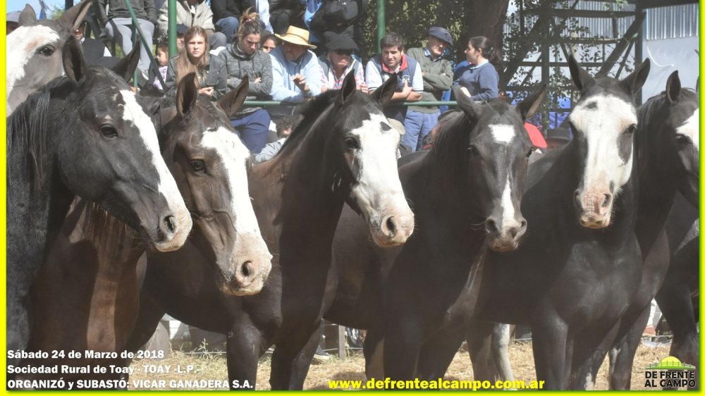 ¿Cómo se genera un clon equino?