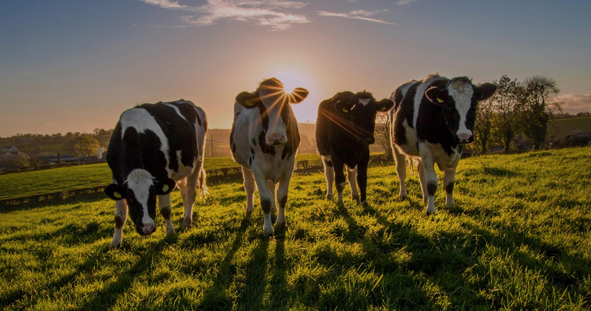 Cómo calcular y conseguir la eficiencia en la producción de leche