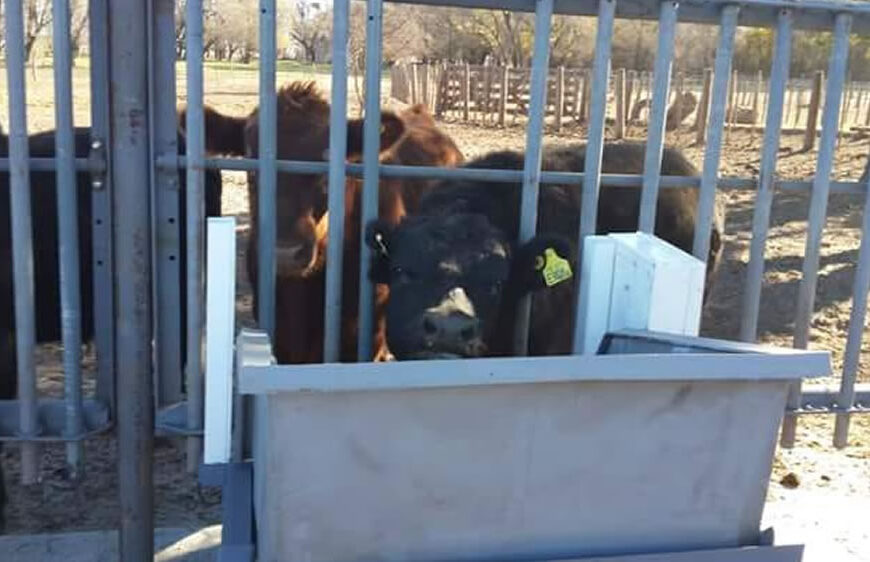 Tecnología inteligente al servicio de la ganadería: las herramientas para optimizar el manejo