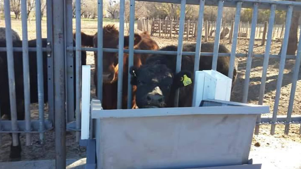 Tecnología inteligente al servicio de la ganadería: las herramientas para optimizar el manejo