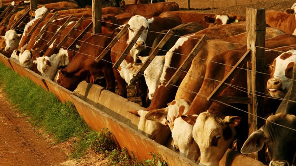 Las claves del negocio del feedlot se analizarán en la jornada “Engorde a Corral”