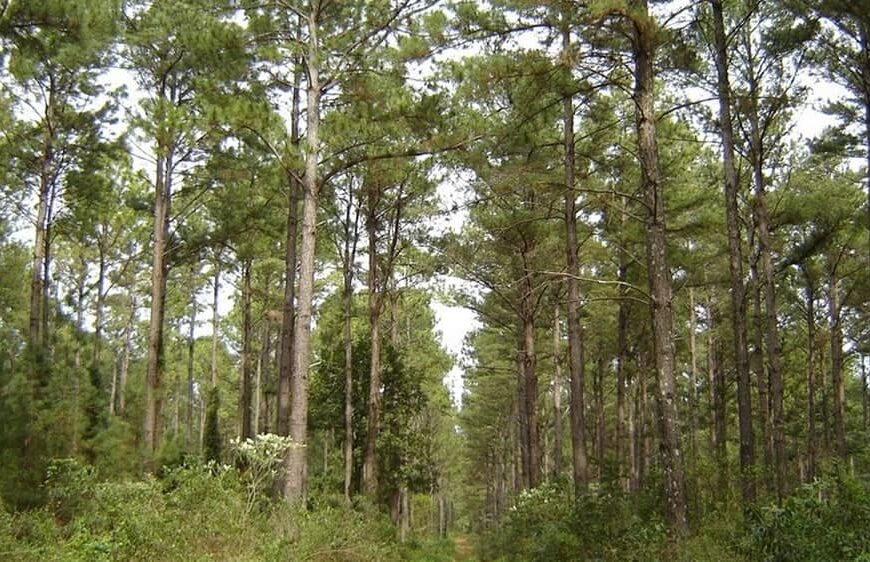 El sector forestal apuesta a la «vaca verde» para la Argentina pospandemia