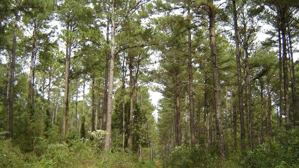 El sector forestal apuesta a la «vaca verde» para la Argentina pospandemia