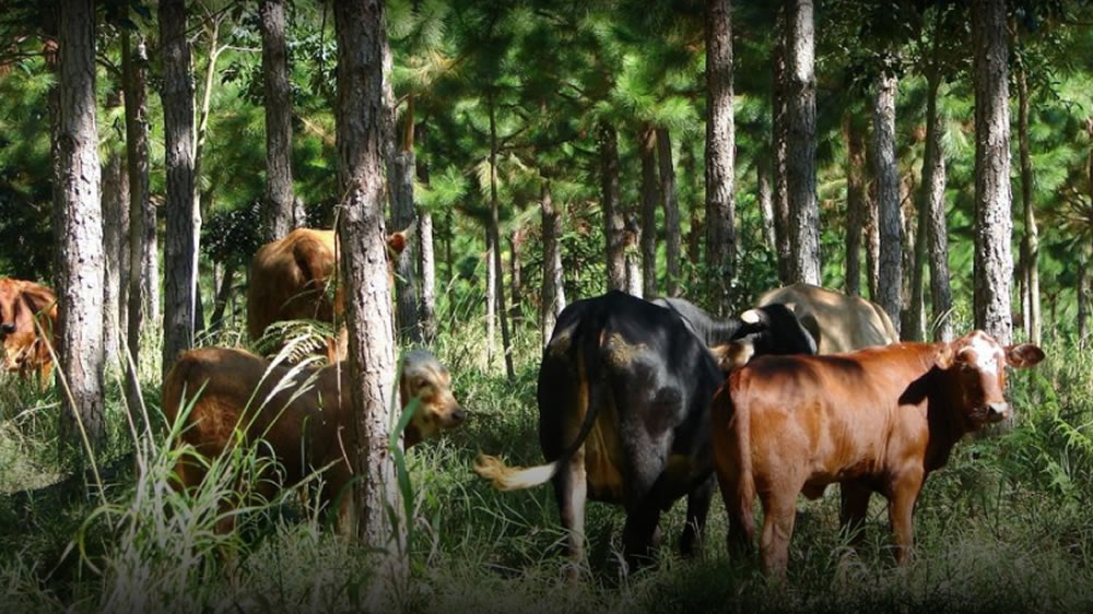 Producir animales más pesados, la clave para una ganadería sustentable
