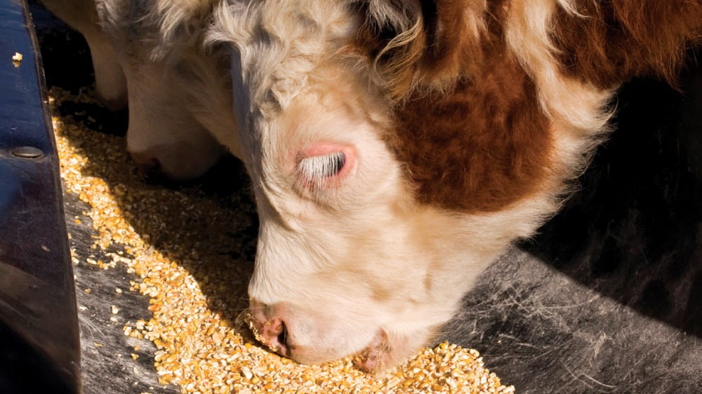 Sorgo y maíz, importantes alternativas para alimentar el ganado