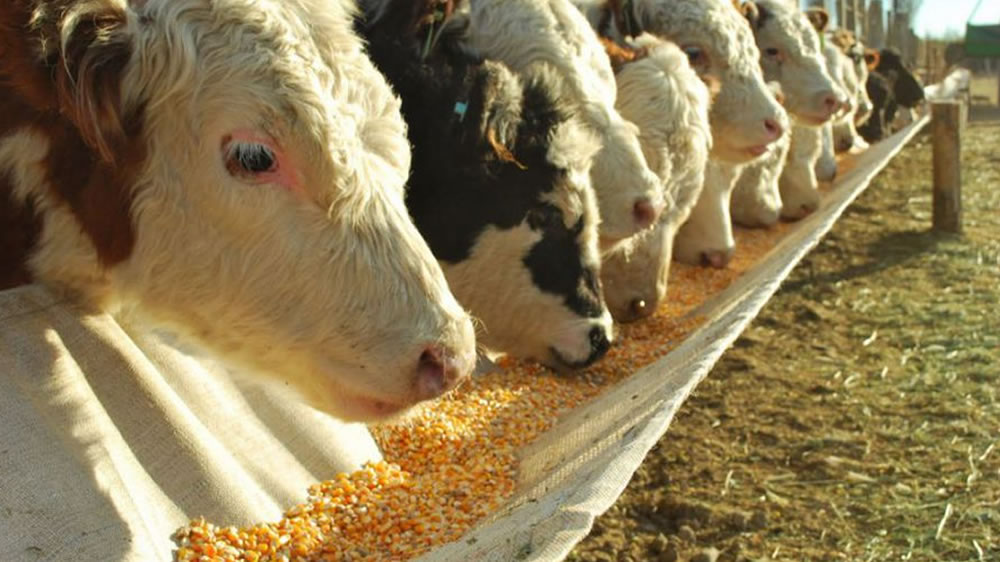 Alertan que los Feedlots contaminan con fósforo las aguas y suelos