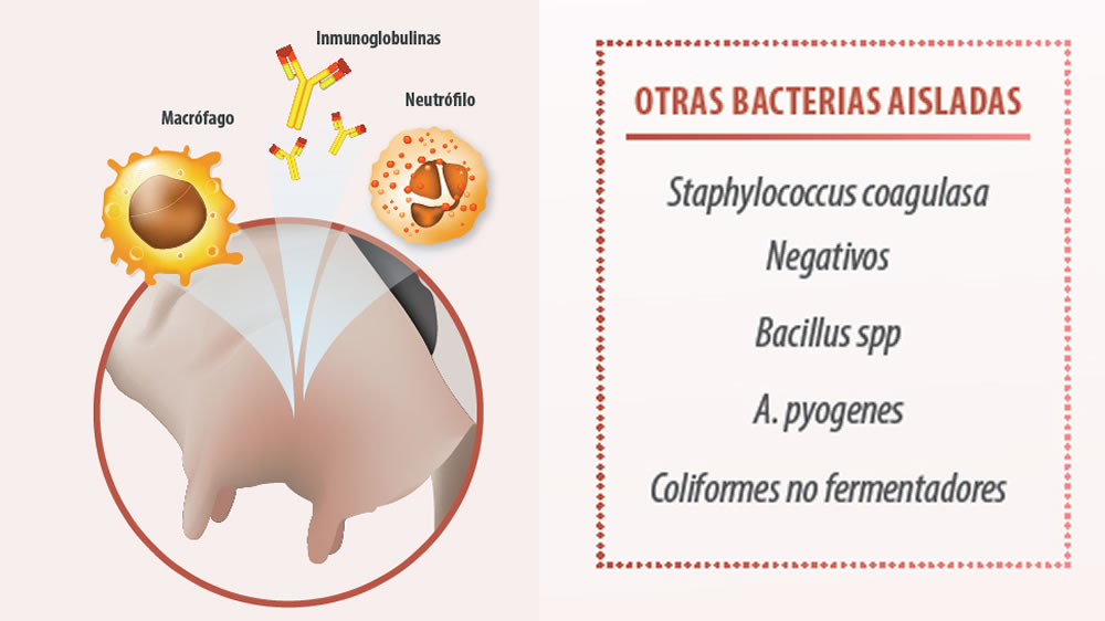 Tratamiento y control de mastitis en ganado bovino con inmunoterapia