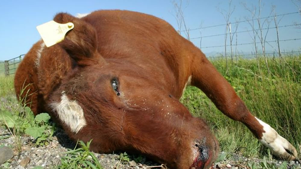 9 causas de muerte súbita en los bovinos