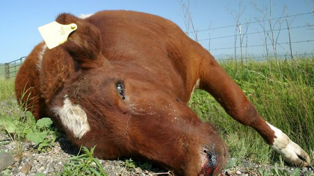 Mueren mil bovinos en cuatro feedlots santafesinos