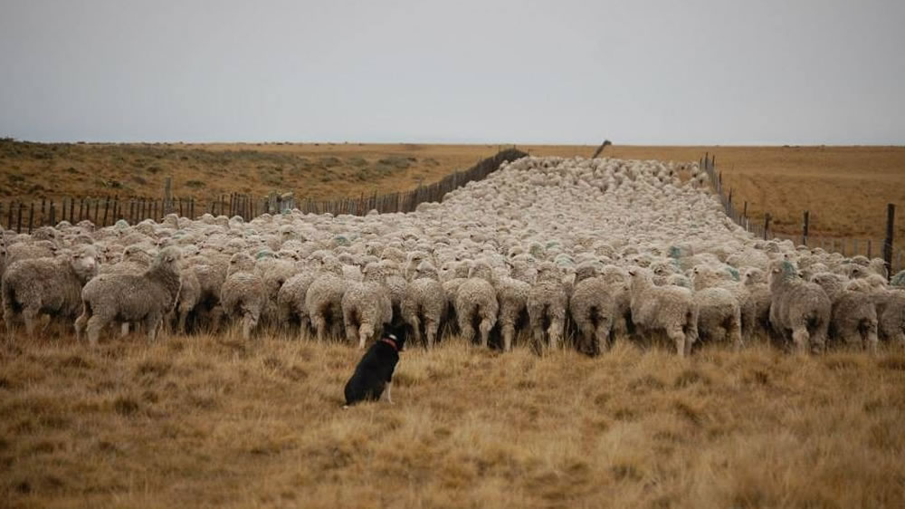 Pastoreo dirigido: el aporte de los perros pastores a la ganadería