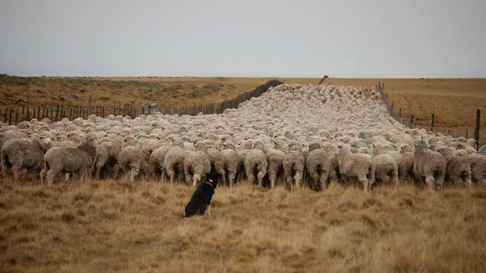 ¿Cómo se entrenan a los perros arrieros para trabajar en el campo?