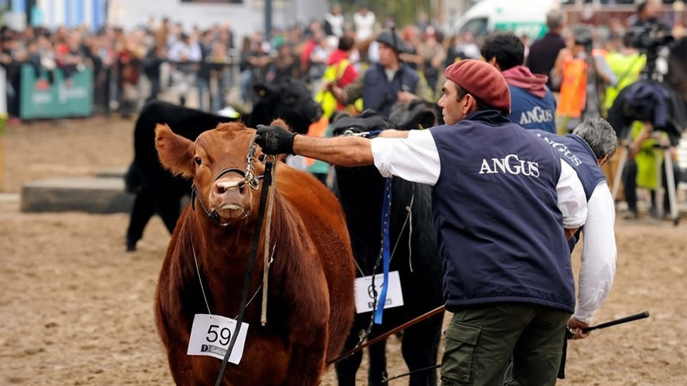 Ganadería de punta: la raza Angus lanzó un revolucionario programa genómico