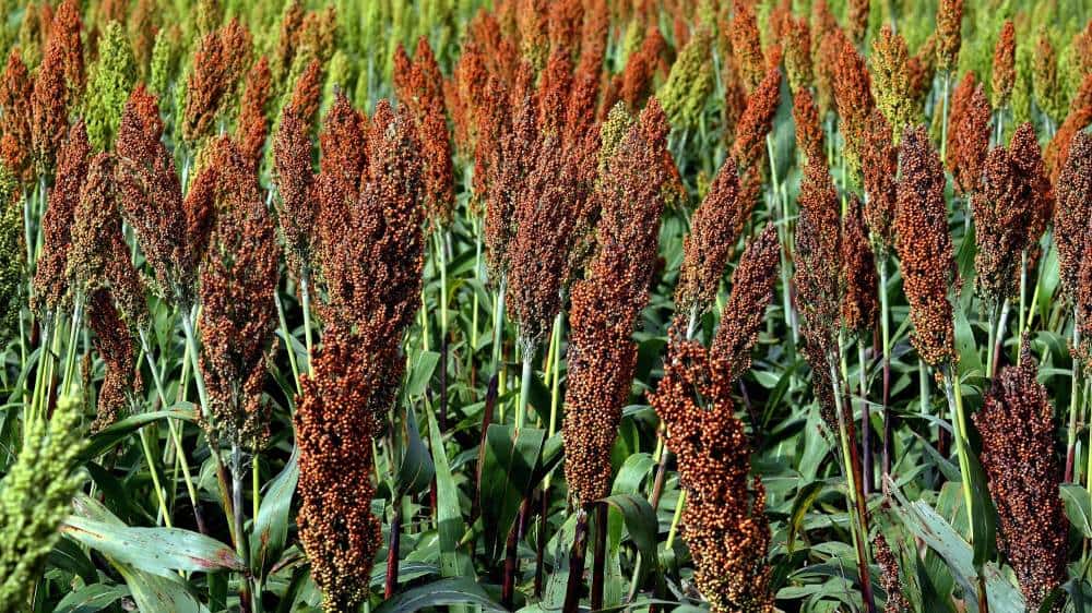 El sorgo es otra alternativa de alimento en ensilaje