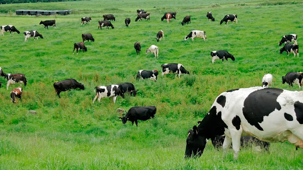 Investigan un método de nutrición animal natural y de bajo coste