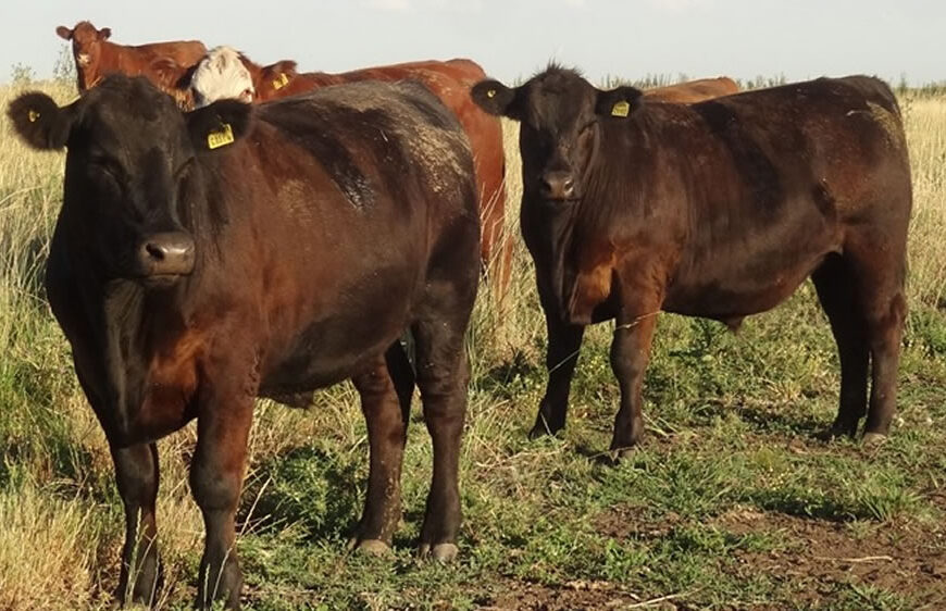 Exportadores de carne piden una prórroga al plazo de re inscripción para la Cuota Hilton