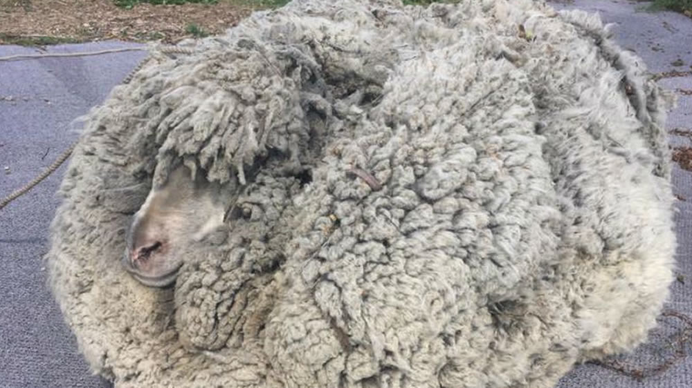 Conocé a «Shrek II», la oveja récord: la esquilaron y le sacaron 30 kilos de lana