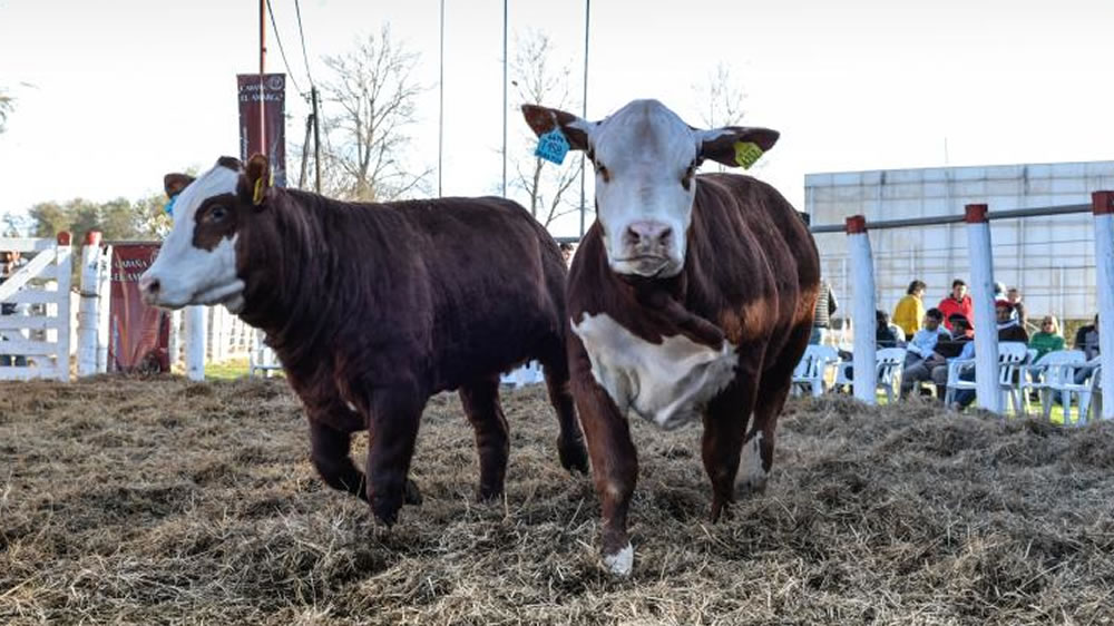 Presentaron el Tablero De Control de la cadena bovina