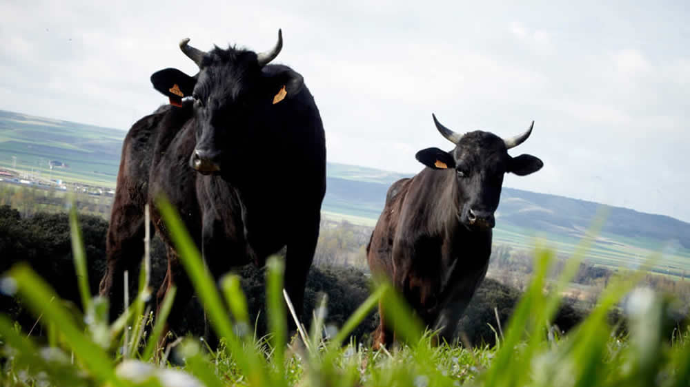 Una carne premium llega a las tierras pampeanas